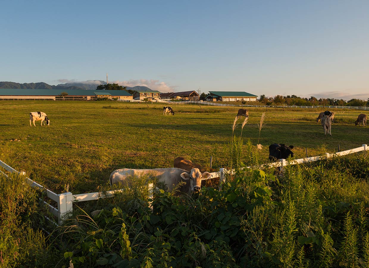 くろべ牧場　夕暮れ時　牛さん