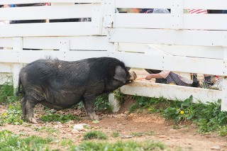 ゴンちゃんおいしい？